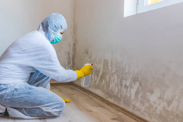 Licensed Basement Mold Remediation service in West Vero Corridor, FL - 24 Hour Mold Removal