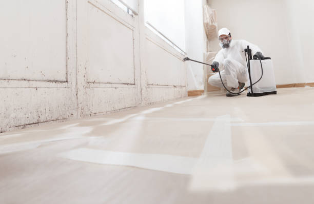 24/7 Emergency Basement Mold Remediation experts in West Vero Corridor, FL
