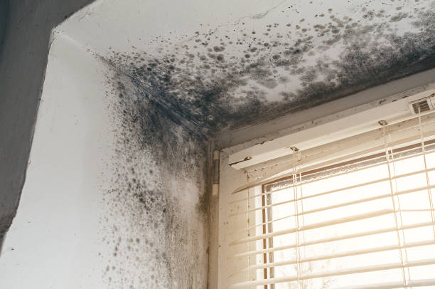 Affordable Basement Mold Remediation solutions in West Vero Corridor, FL