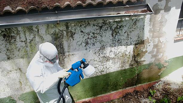 Top rated local Basement Mold Remediation specialists in West Vero Corridor, FL